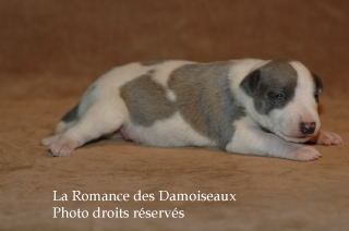 CHIOT WHIPPET ELEVAGE LA ROMANCE DES DAMOISEAUX