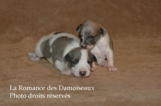 CHIOT WHIPPET ELEVAGE LA ROMANCE DES DAMOISEAUX