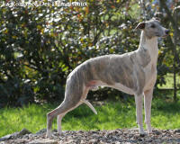 Champion International Whippet : Umprial de la romance des Damoiseaux