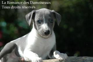 CHIOT WHIPPET PHOTO THIERRY GAUZARGUES