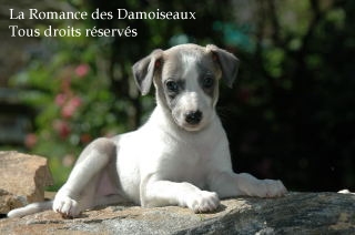 CHIOT WHIPPET PHOTO THIERRY GAUZARGUES