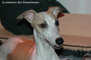 LEVRIER WHIPPET ET SES CHIOTS WHIPPET A RESERVER
