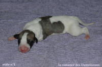 NOUVEAUX NES: TOUT PETIT CHIOTS WHIPPET A RESERVER