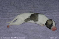 NOUVEAUX NES: TOUT PETIT CHIOTS WHIPPET A RESERVER