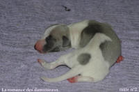 NOUVEAUX NES: TOUT PETIT CHIOTS WHIPPET A RESERVER