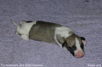 NOUVEAUX NES: TOUT PETIT CHIOTS WHIPPET A RESERVER