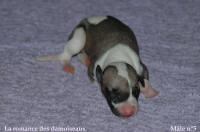 NOUVEAUX NES: TOUT PETIT CHIOTS WHIPPET A RESERVER