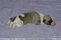 NOUVEAUX NES: TOUT PETIT CHIOTS WHIPPET A RESERVER