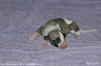 NOUVEAUX NES: TOUT PETIT CHIOTS WHIPPET A RESERVER