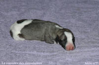 NOUVEAUX NES: TOUT PETIT CHIOTS WHIPPET A RESERVER