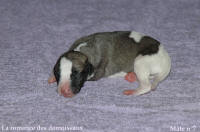 NOUVEAUX NES: TOUT PETIT CHIOTS WHIPPET A RESERVER