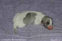 NOUVEAUX NES: TOUT PETIT CHIOTS WHIPPET A RESERVER