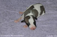 NOUVEAUX NES: TOUT PETIT CHIOTS WHIPPET A RESERVER