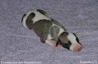 NOUVEAUX NES: TOUT PETIT CHIOTS WHIPPET A RESERVER