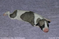 NOUVEAUX NES: TOUT PETIT CHIOTS WHIPPET A RESERVER
