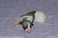 NOUVEAUX NES: TOUT PETIT CHIOTS WHIPPET A RESERVER
