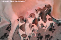 NOUVEAUX NES: TOUT PETIT CHIOTS WHIPPET A RESERVER