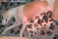 NOUVEAUX NES: TOUT PETIT CHIOTS WHIPPET A RESERVER