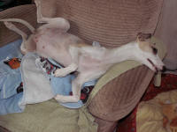 LEVRIER WHIPPET ET SES CHIOTS WHIPPET A RESERVER