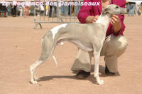 LEVRIER WHIPPET ET SES CHIOTS WHIPPET A RESERVER
