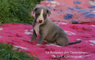 Chiot whippet �g� d' 1 mois. Couleur bleu unicolore.Elevage de whippet: la romance des damoiseaux