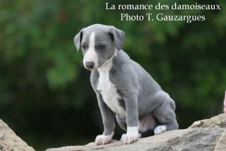 CHIOT WHIPPET UNICOLORE BLEU ISSU DE L ELEVAGE DE LA ROMANCE DES DAMOISEAUX