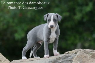 CHIOT WHIPPET UNICOLORE BLEU ISSU DE L ELEVAGE DE LA ROMANCE DES DAMOISEAUX