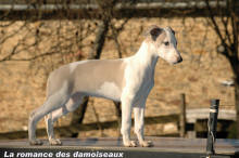 chiot whippet, CHIOTS WHIPPETS, bb whippet, porte whippet, naissances whippet