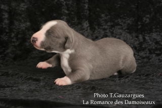 CHIOT WHIPPET BLEU