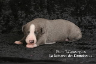 CHIOT WHIPPET BLEU