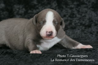 CHIOT WHIPPET BLEU