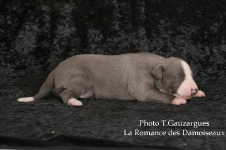 CHIOT WHIPPET BLEU