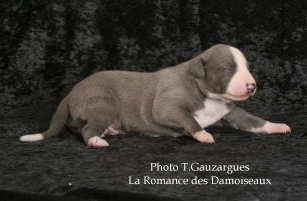 CHIOT WHIPPET BLEU