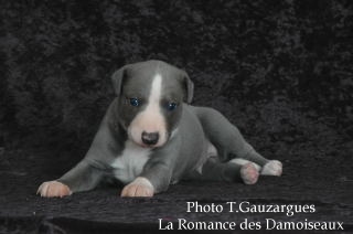 PHOTO CHIOT WHIPPET ISSU DE L ELEVAGE DE LA ROMANCE DES DAMOISEAUX