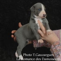 PHOTO CHIOT WHIPPET ISSU DE L ELEVAGE DE LA ROMANCE DES DAMOISEAUX