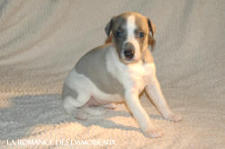 CHIOT WHIPPET