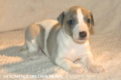 CHIOT WHIPPET