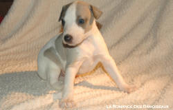 CHIOT WHIPPET