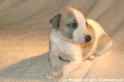 CHIOT WHIPPET