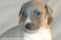 CHIOT WHIPPET