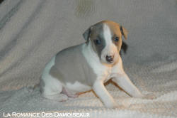 CHIOT WHIPPET 