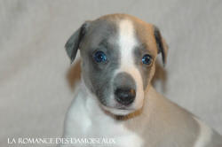 CHIOT WHIPPET