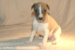 CHIOT WHIPPET
