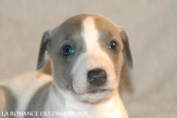CHIOT WHIPPET