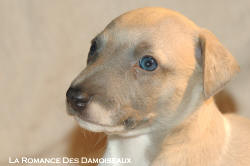 CHIOT WHIPPET