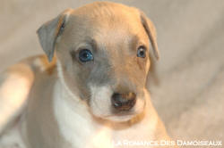CHIOT WHIPPET