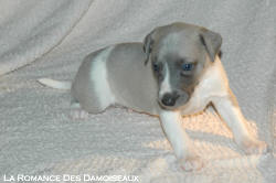 CHIOT WHIPPET