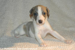 CHIOT WHIPPET