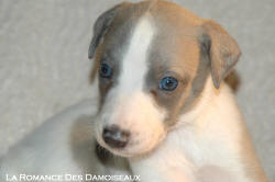 CHIOT WHIPPET