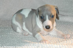 CHIOT WHIPPET